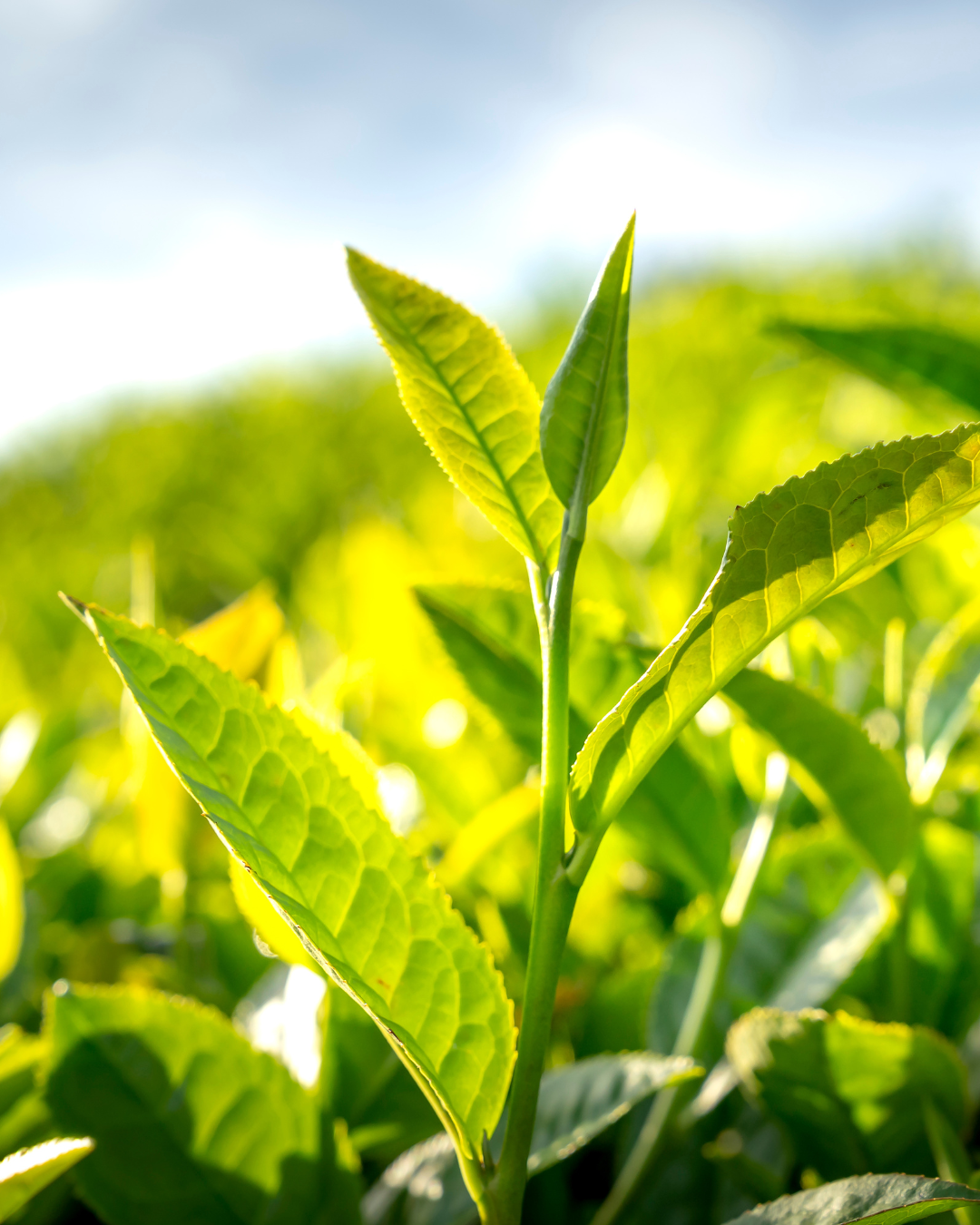 Why the Price of Japanese Sencha Is Rising